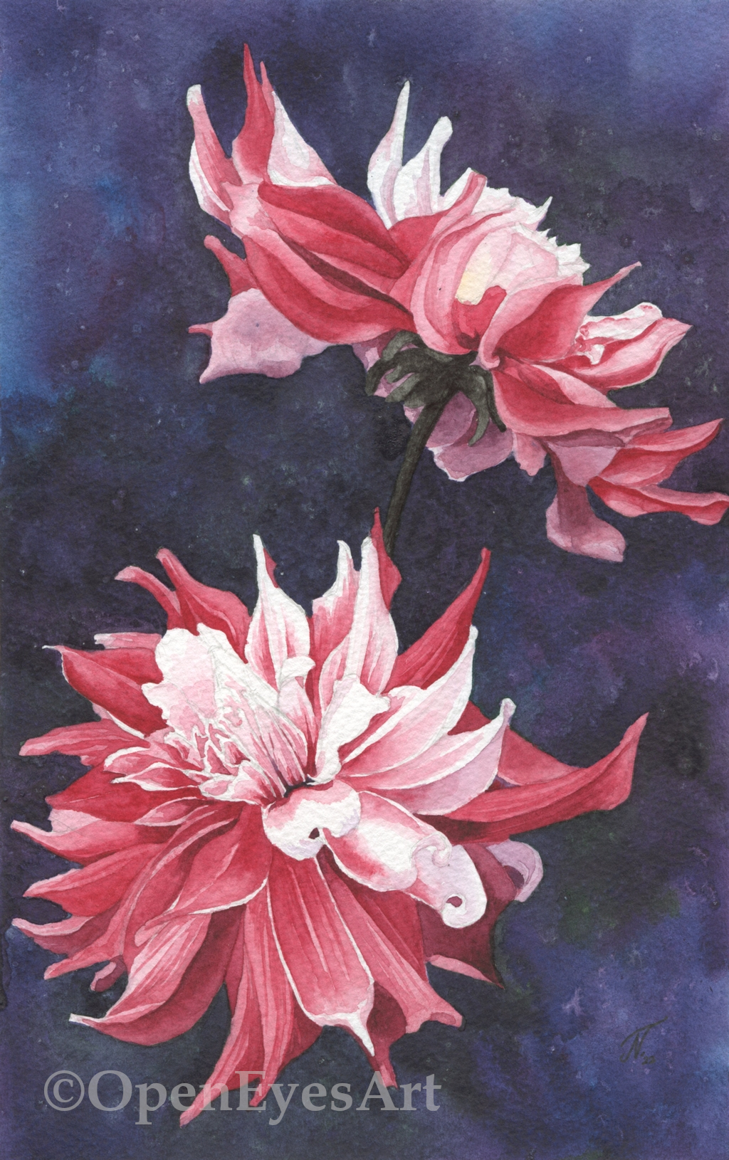 painting of pink dahlia on a dark purple background